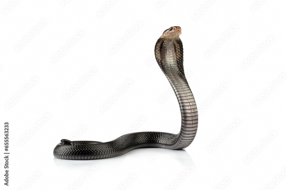 Fototapeta premium Javanese cobra snake isolated on white is ready to attack
