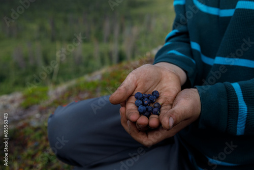 Wall Mural Fresh picked blueberries in child's dirty hands