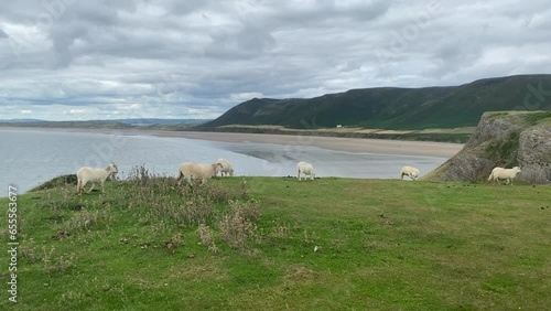 The heard of sheep on the pasture in Rhosilli Bay photo