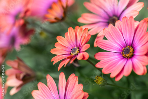 Close up of orange and pink African daisies blooming in a garden.