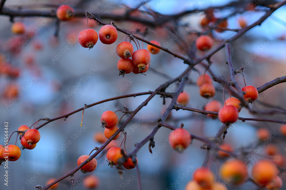 Red hawthorn berries on the branches of a tree in autumn Red hawthorn berries on the branches of a tree in autumn