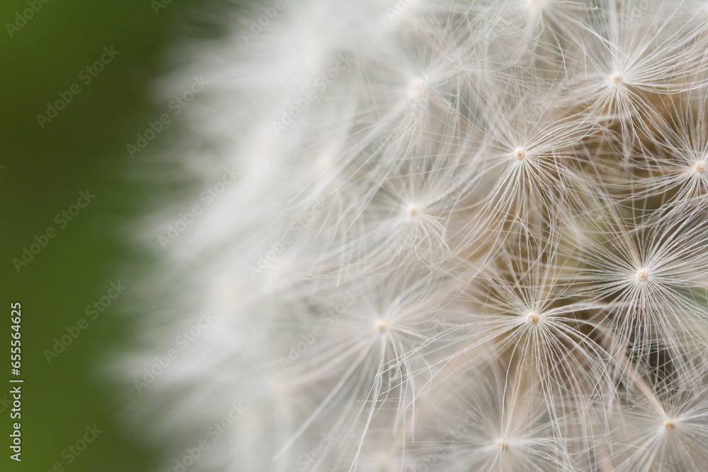 Obraz premium Macro view of white dandelion seeds on green ground.