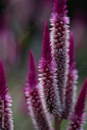 Dark pink celosia flower in late summer garden. photo