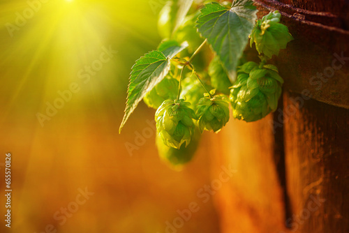 Fresh green hops on a old wooden barrel with sunrise