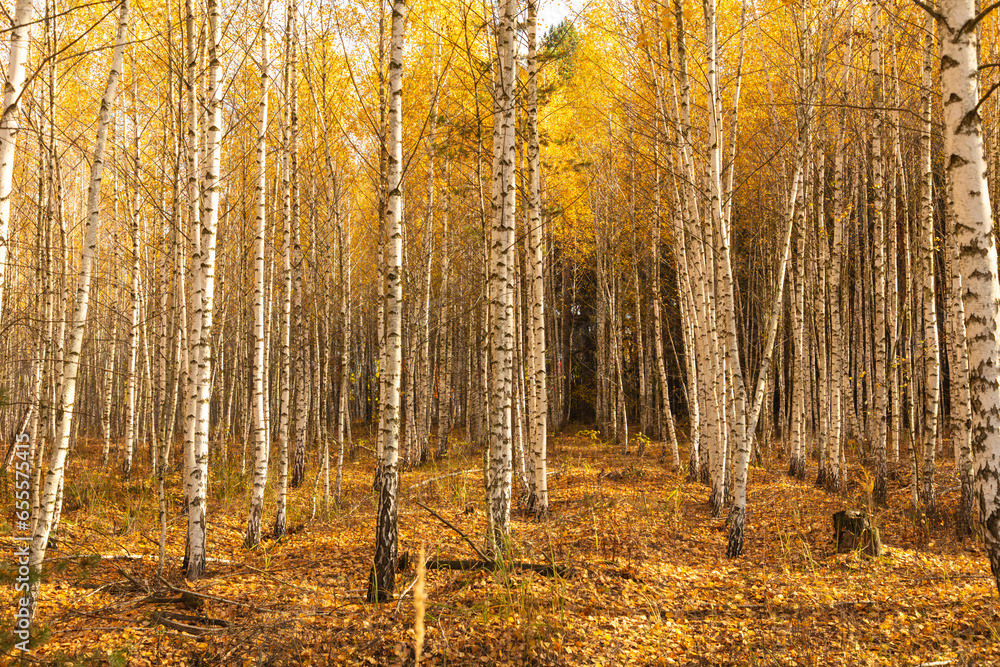 Fototapeta premium Trunks of young birches in the forest in autumn