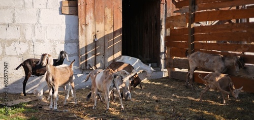 cows in a farm