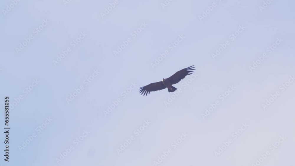 Andean Condor Flying Overhead with the background of sky and wings stretched out fully Andean Condor Flying Overhead with the background of sky and wings stretched out fully