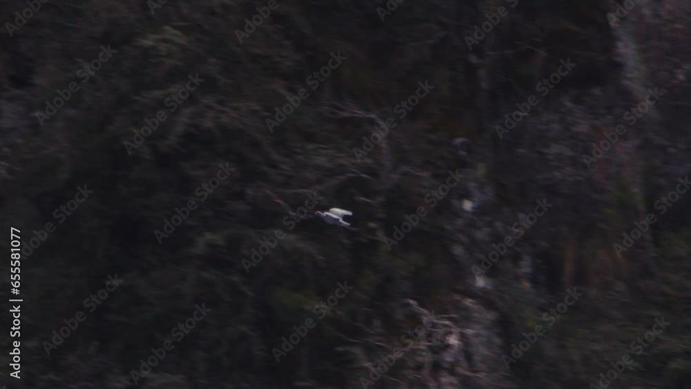 Dove flying across the rock face of the Andes flapping its wings, slow motion Dove flying across the rock face of the Andes flapping its wings, slow motion
