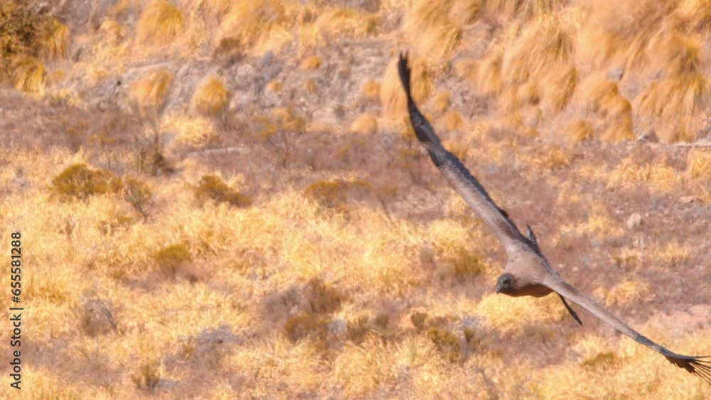Young Andean Condor gliding towards the camera , front on view of brown plumage Young Andean Condor gliding towards the camera , front on view of brown plumage
