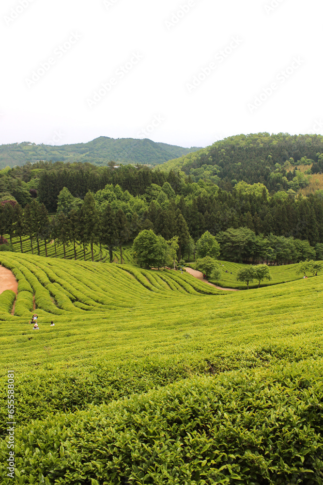 Green tea field 