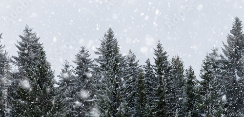 Pine forest in winter Snow falling Wide angle shot of late winter where the landscape is white Pine tree background with heavy snow © nana