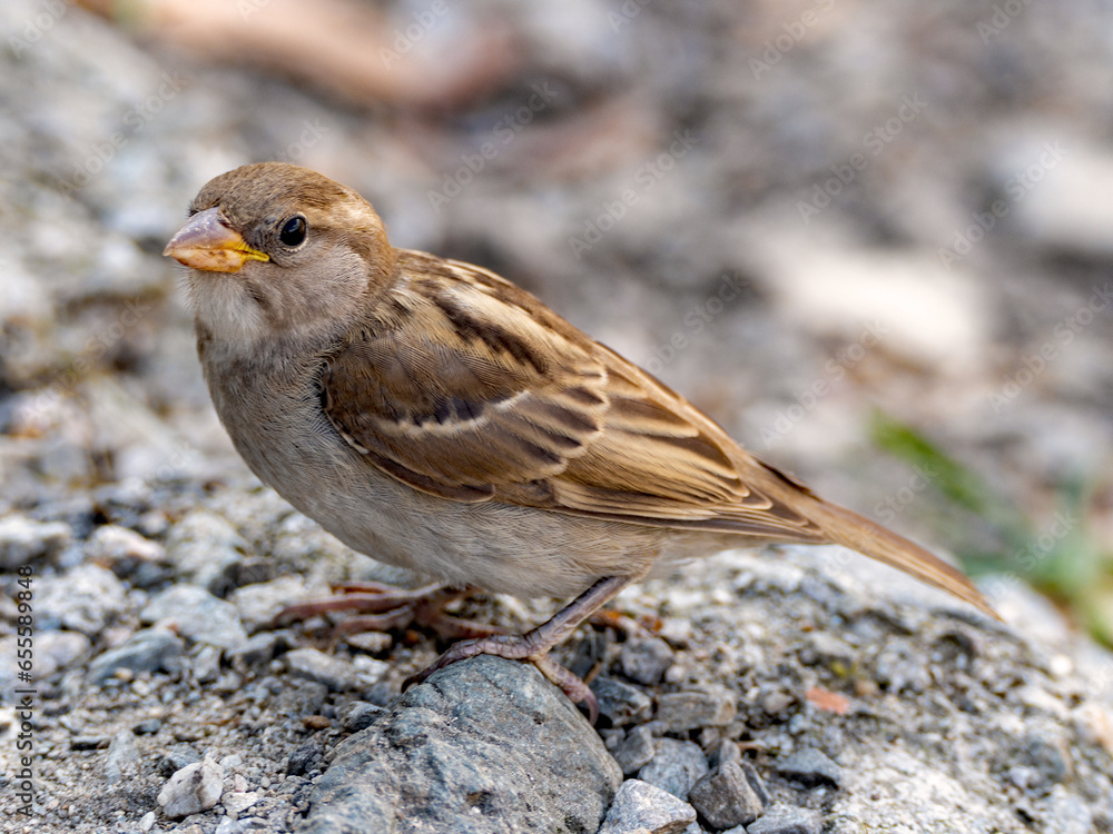 Vogel im Portrait
