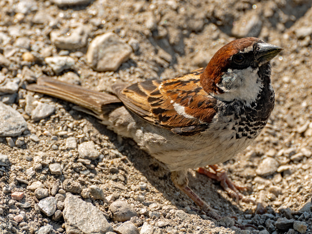 Vogel im Portrait