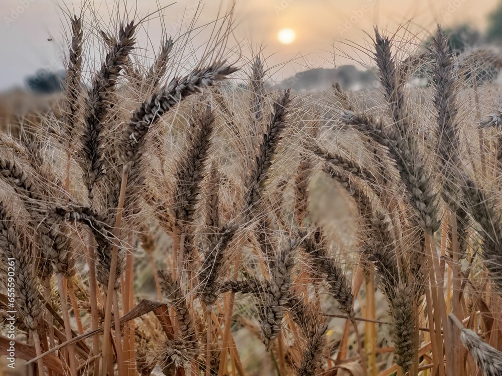 ears of wheat