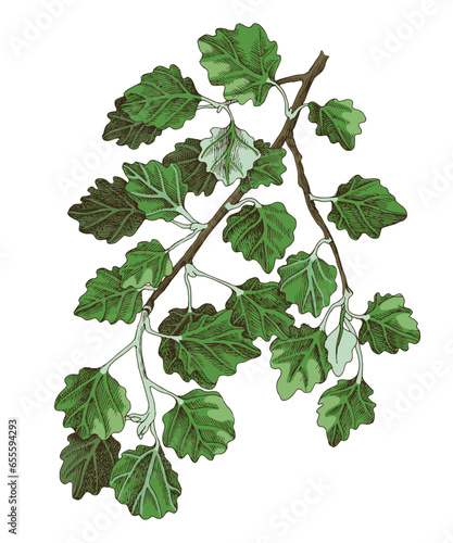 White poplar tree hand drawn branch