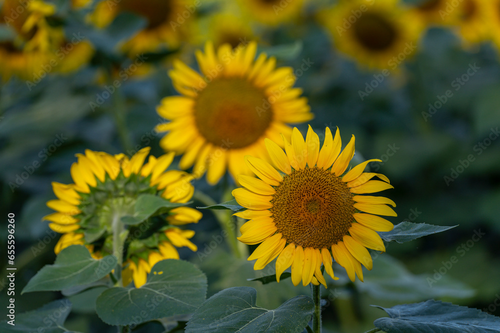 sunflower field, Vals, Midi-Pyrénées, Ariège department, French Republic, Europe sunflower field, Vals, Midi-Pyrénées, Ariège department, French Republic, Europe