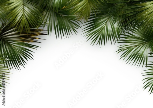 Group of green leaf frame on white. Summer palm leaves on White background  AI Generative.