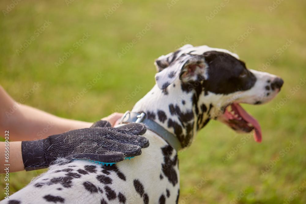 girl combing the hair of a dog Dalmatian in the park, caring for a dog girl combing the hair of a dog Dalmatian in the park, caring for a dog