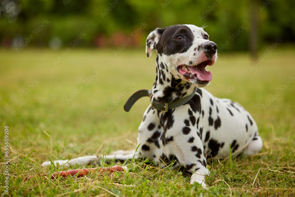 portrait of a Dalmatian dog in the park on a sunny day. dog care concept portrait of a Dalmatian dog in the park on a sunny day. dog care concept