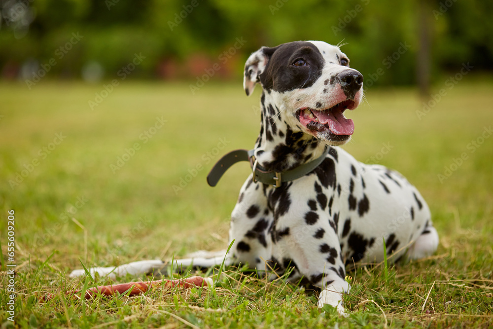 portrait of a Dalmatian dog in the park on a sunny day. dog care concept