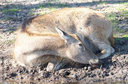 Fototapeta Naklejka Na Ścianę i Meble -  Père David's Deer or Milu (Elaphurus davidianus)