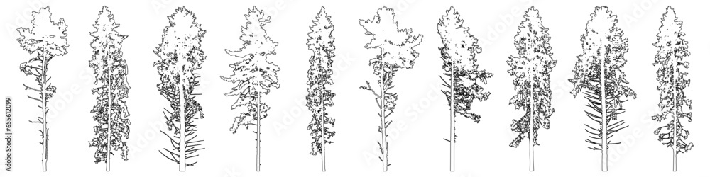 Contour of tall coniferous trees, set of beautiful spruce trees and pines. Vector illustration.