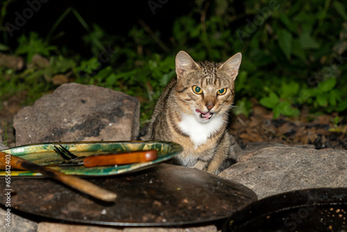 Canvas Print hungry cat, gray wild cat, green-eyed cat