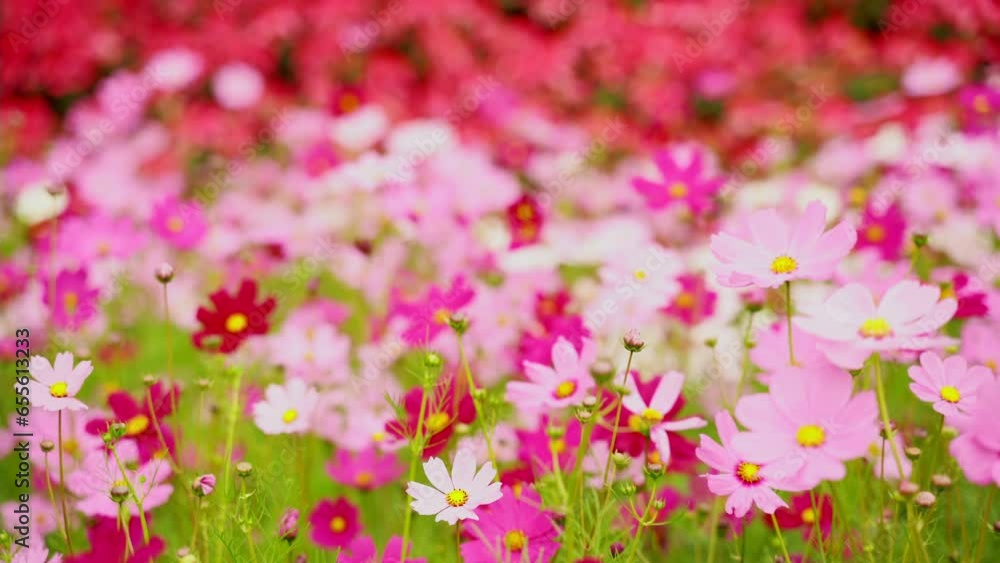 The nature of the pink flower cosmos in the garden is blooming. The nature of the pink flower cosmos in the garden is blooming.