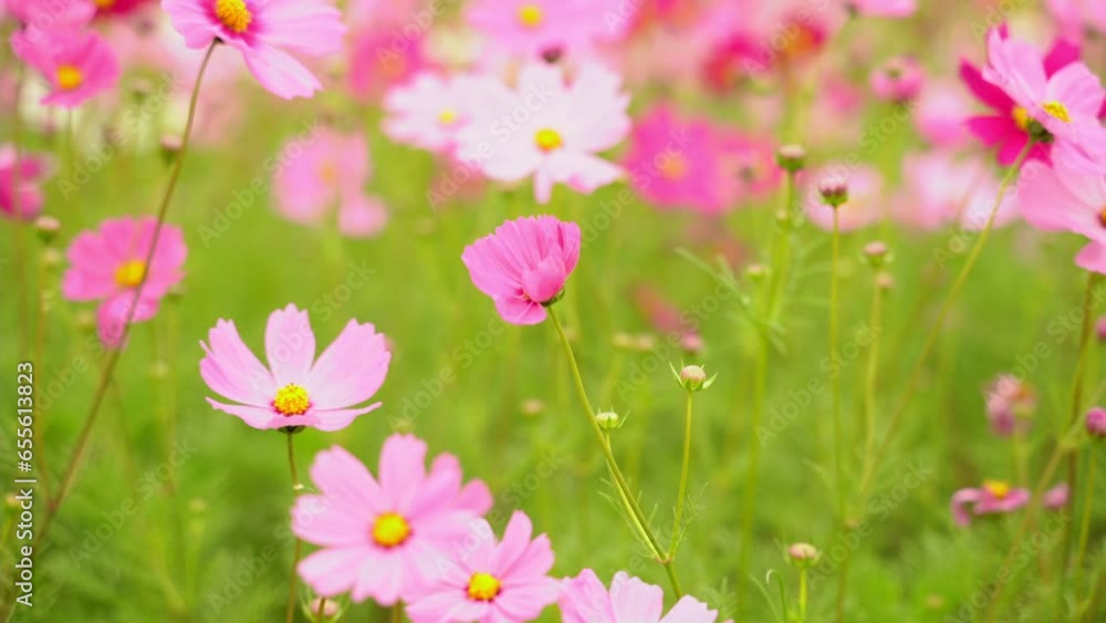 The nature of the pink flower cosmos in the garden is blooming.