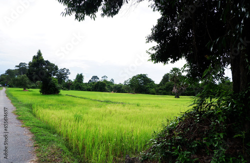 Green tropical landscape rice field 