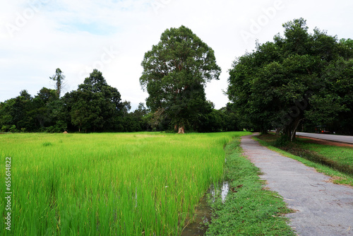 Green landscape with cycling asphalt road 