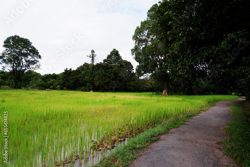 Tropical cycling road with green rice field landscape