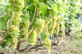 fruitful vineyard showcasing ripe grapes in abundance.