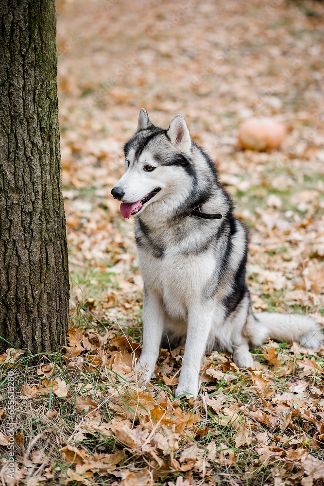 Obraz premium Vertical portrait of a Husky in the autumn forest. The dog is sitting with his tongue hanging out, taking a break from a walk, and wants water. Traveling out of town with pets. Outdoor training