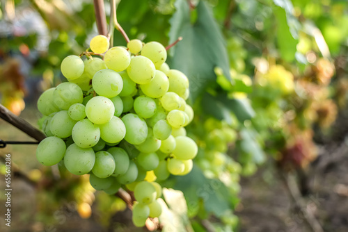 rich hues of fall grapes on the vine, a vineyard's treasure.