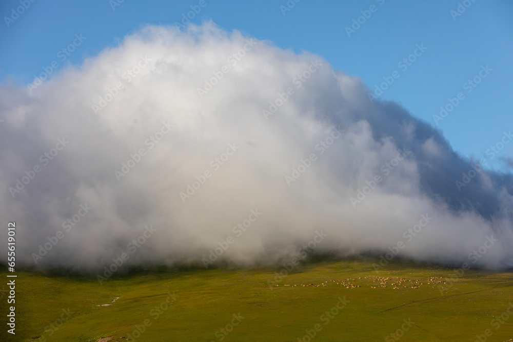 cattle are fed in the plateau, Ardahan, Turkey cattle are fed in the plateau, Ardahan, Turkey
