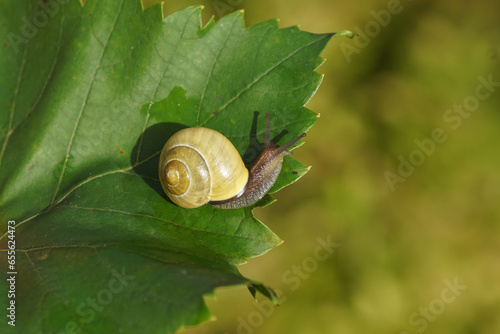 Grove snail or brown-lipped snail (Cepaea nemoralis), family Helicidae. Without dark bands. On a grape leaf. Dutch garden, autumn, October photo