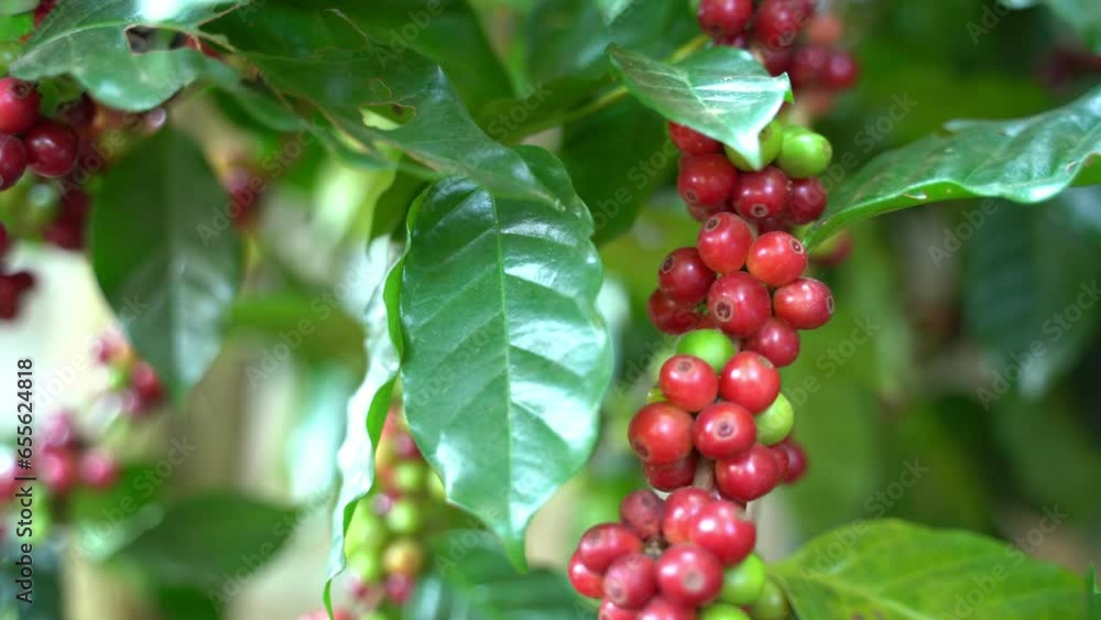 Beautiful closeup view of the red coffee beans on a branch of coffee tree in an agriculture plantation in Thailand Beautiful closeup view of the red coffee beans on a branch of coffee tree in an agriculture plantation in Thailand