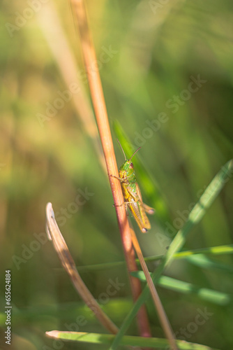 Grasshopper on a blade of grass