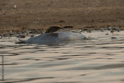 dolphins killed in the environmental tragedy in the Amazon, historic drought 2023