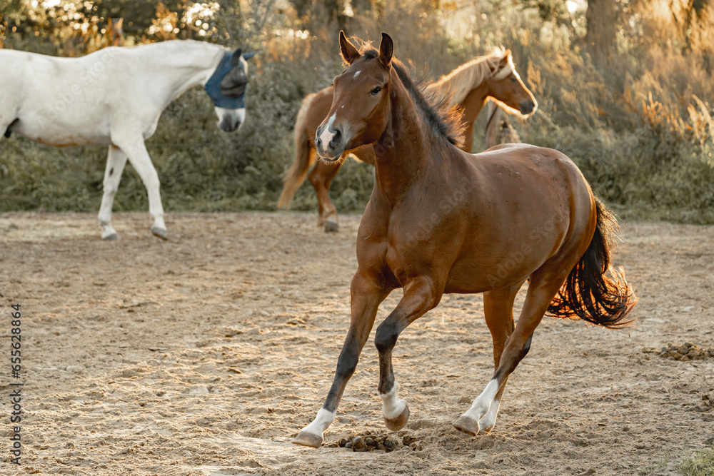Fototapeta premium Horses living their best life in the paddock paradise track system gallop
