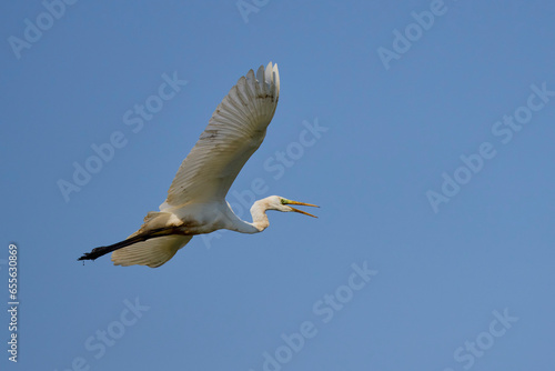 white egrets in flight in the blue sky.