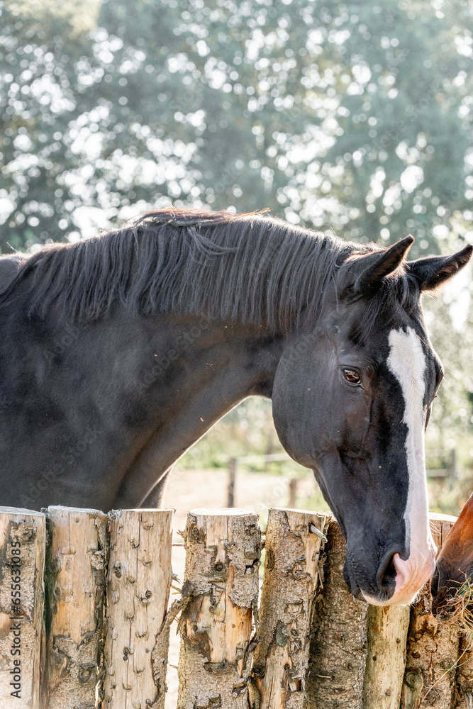 Fototapeta premium Horses living their best life in the paddock paradise track system
