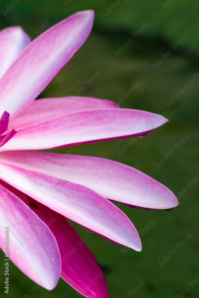 a close-up shot of a beautiful lotus petal.