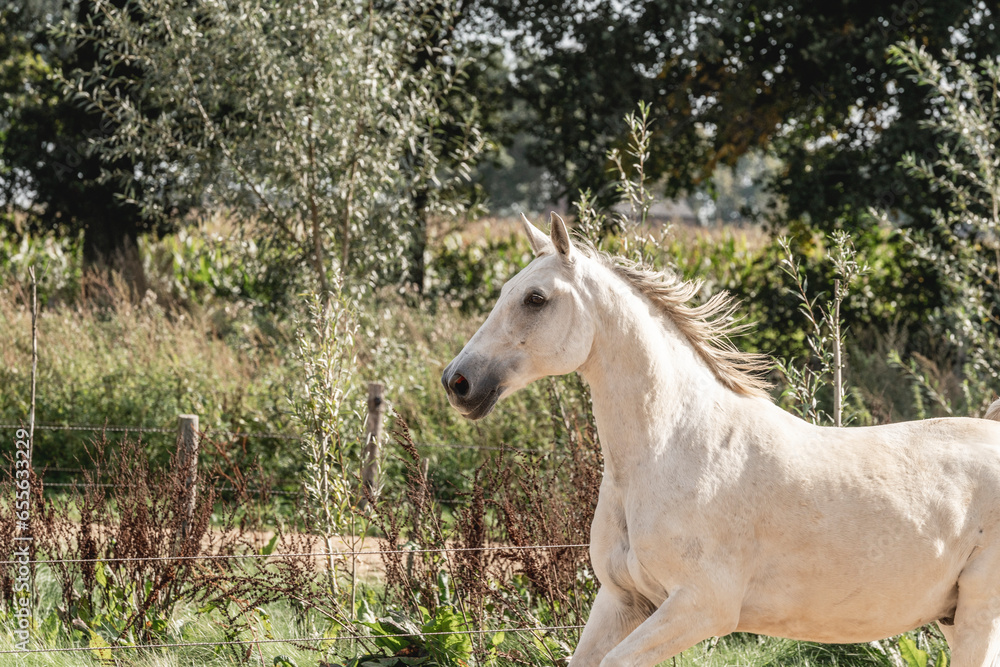 Fototapeta premium Horses living their best life in the paddock paradise track system white horse galloping