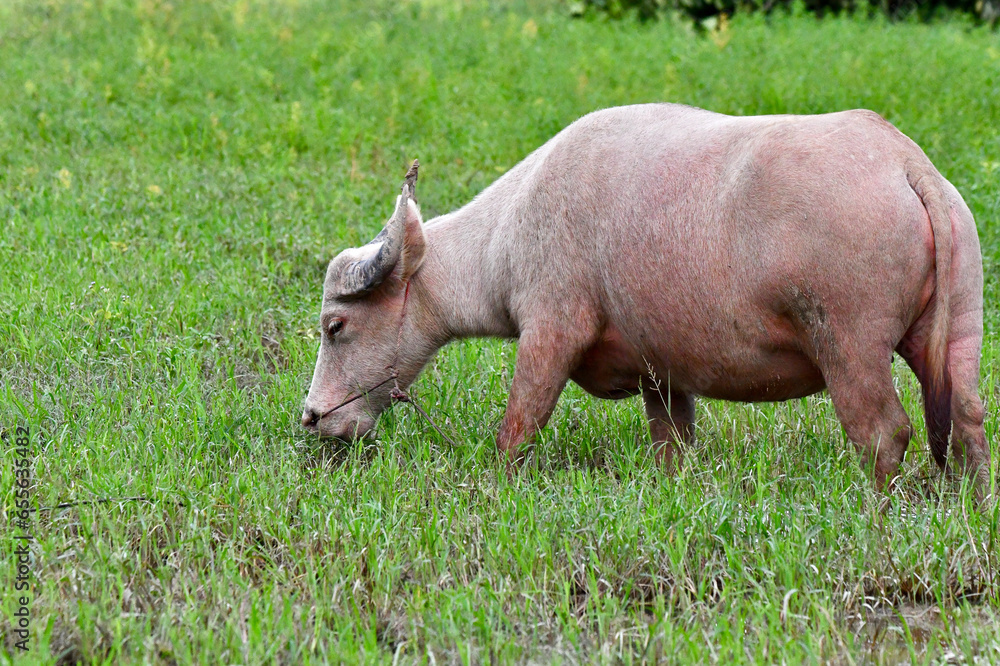 White buffalo grazing on grass field White buffalo grazing on grass field