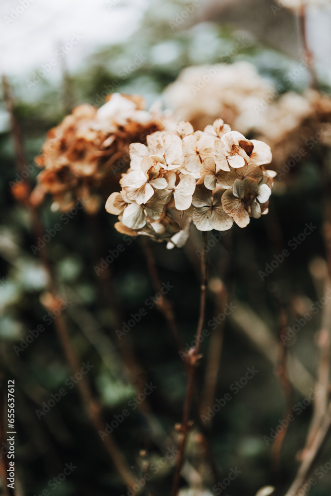image to crop