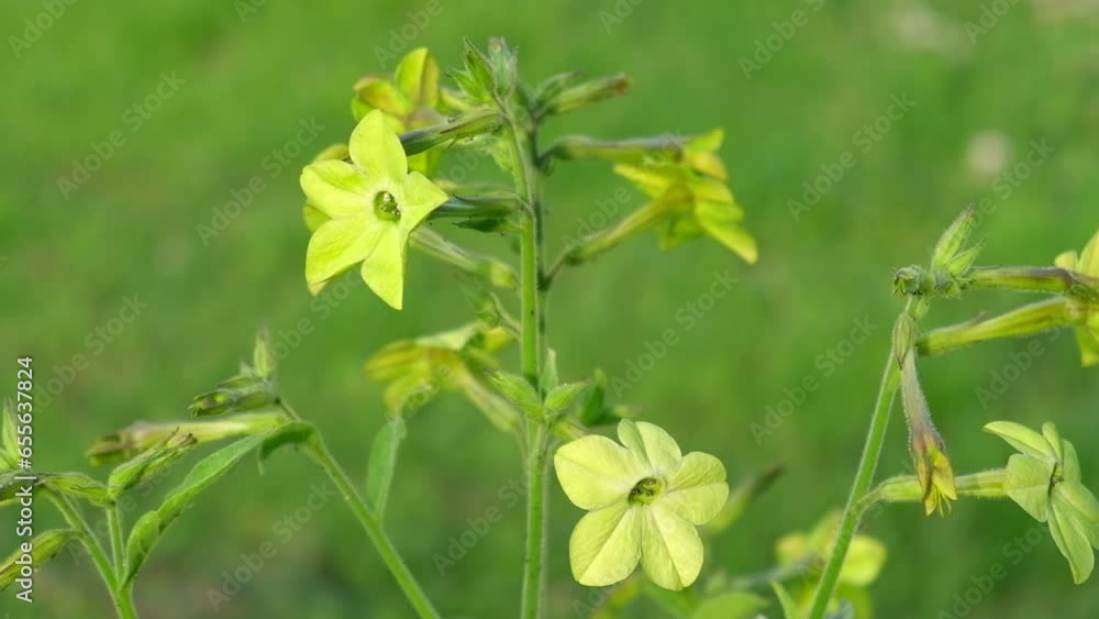 Nicotiana sanderae Lime Flower growing in the Garden. Fragrant Nicotiana alata Blooming. Jasmine, sweet, winged tobacco, tanbaku Persian Blossoming. Limelight color. Nicotiana tabacum green flowers
Nicotiana sanderae Lime Flower growing in the Garden. Fragrant Nicotiana alata Blooming. Jasmine, sweet, winged tobacco, tanbaku Persian Blossoming. Limelight color. Nicotiana tabacum green flowers