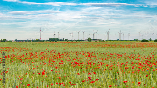Panoramic over beautiful wheat field farm landscape  poppies  marguerite flowers  wheat  and wind turbines to produce green energy in Germany  at blue sky sunny day