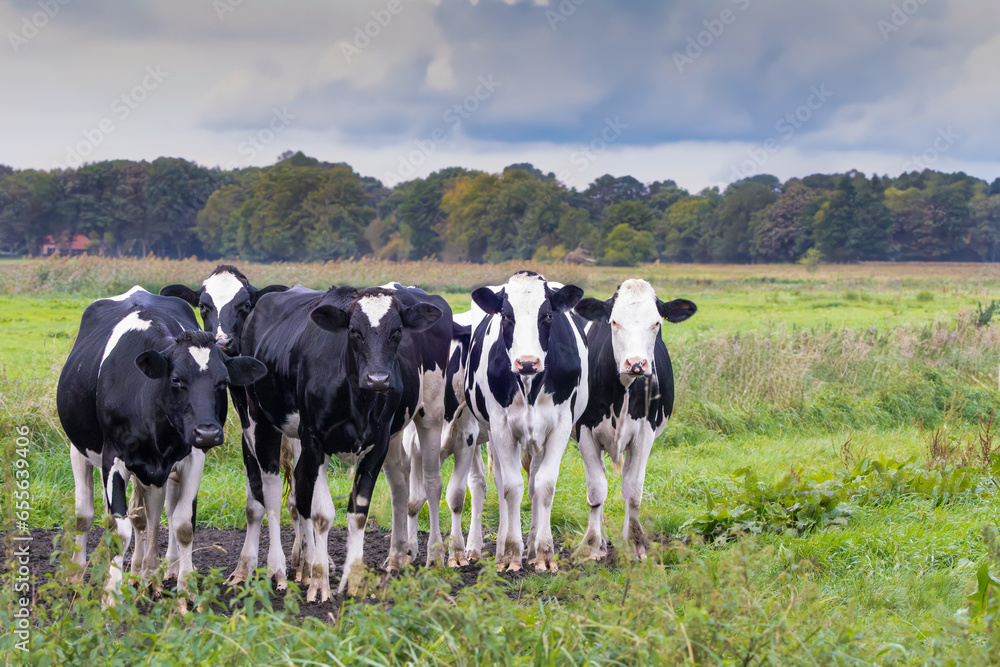 Beautiful natural landscape with young Dutch dairy cattle in the stream valley of the Rolder Diep, Drentsche Aa National Park in the Dutch province of Drenthe